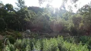 Desmantellen una plantació de marihuana amagada als boscos de Darnius amb més de mil plantes