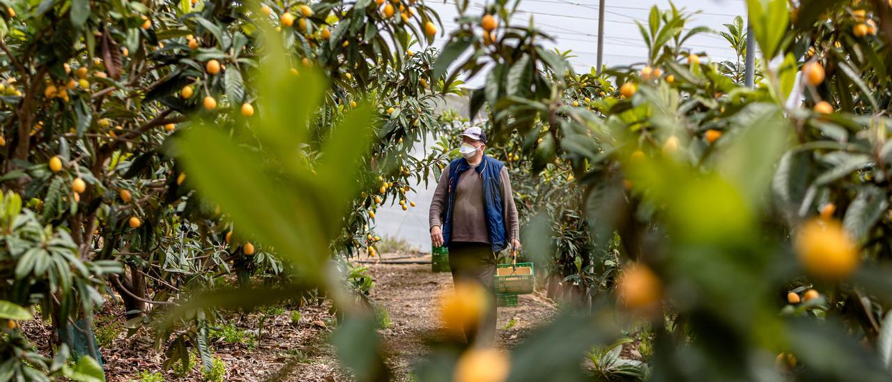 Un agricultor supervisa su producción de cítricos en una explotación de la Vega Baja