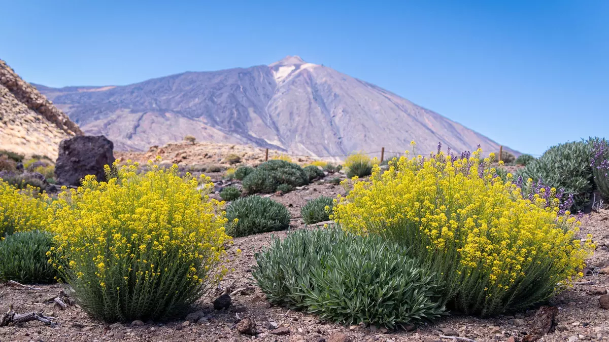 Continúan los despropósitos en el Teide: turistas se saltan los senderos, vehículos mal aparcados...