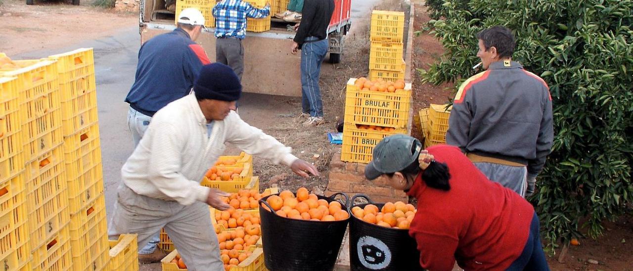 Un grupo de inmigrantes trabaja en labores de recolección de cítricos en Castelló . | INFORMACIÓN