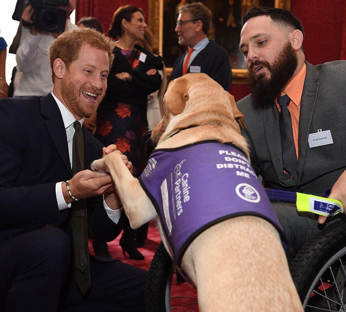 LAS TIERNAS IMÁGENES DEL PRINCIPE HARRY CON UN LABRADOR