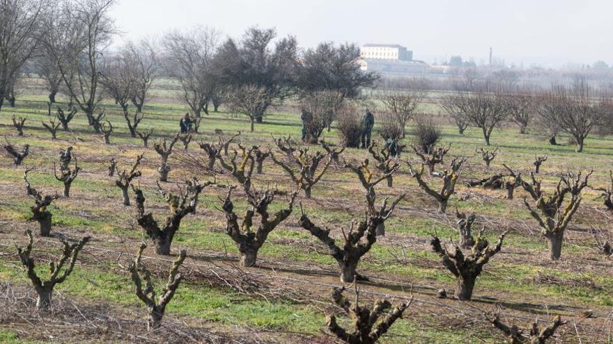 Aragón estudia llevar al Tribunal Supremo el decreto de ayudas directas a la sequía del Ministerio de Agricultura