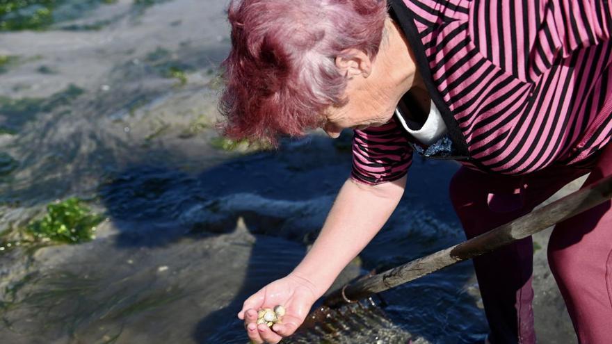 El berberecho, la gran sorpresa de la apertura del marisqueo en la ría de Pontevedra: “Se ve futuro”