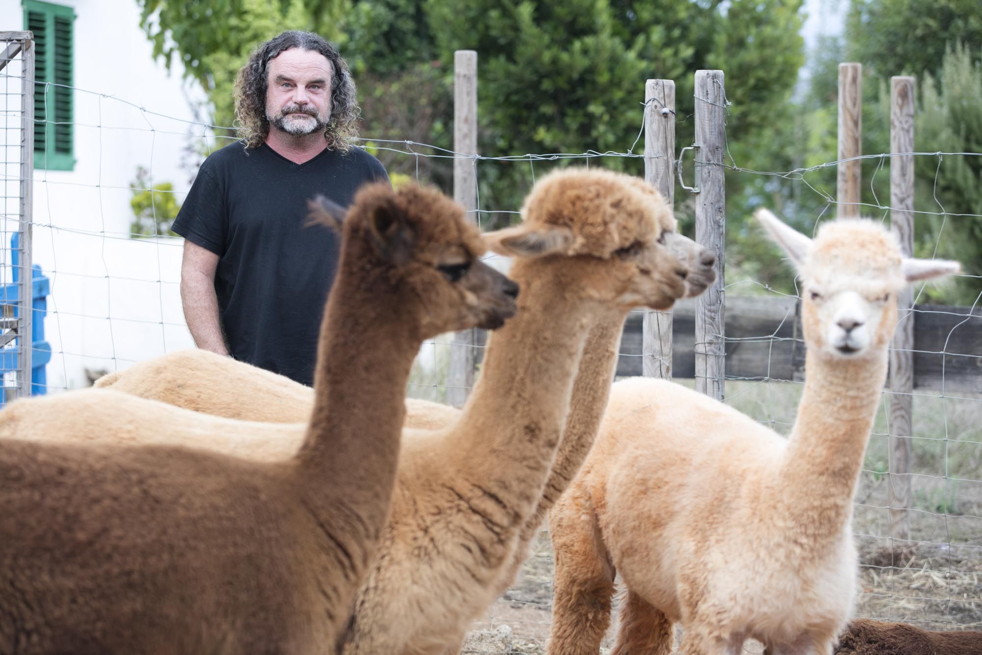 Granja de alpacas en Ibiza