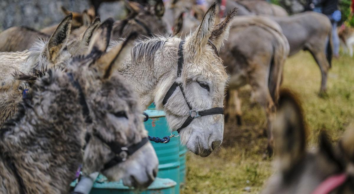 Feria de burros de La Culata de Tejeda 2025