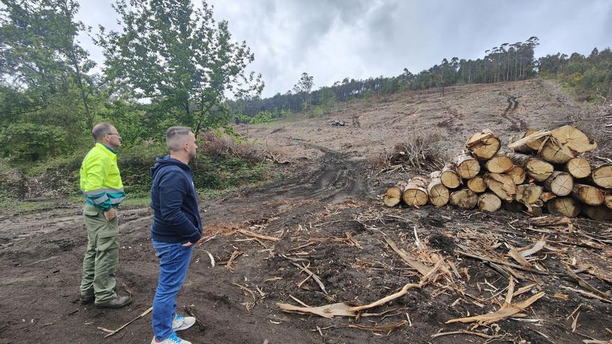 El monte comunal de Moaña lleva 7 meses con las pistas destrozadas y troncos en riesgo de desplome