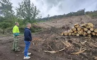 El monte comunal de Moaña lleva 7 meses con las pistas destrozadas y troncos en riesgo de desplome