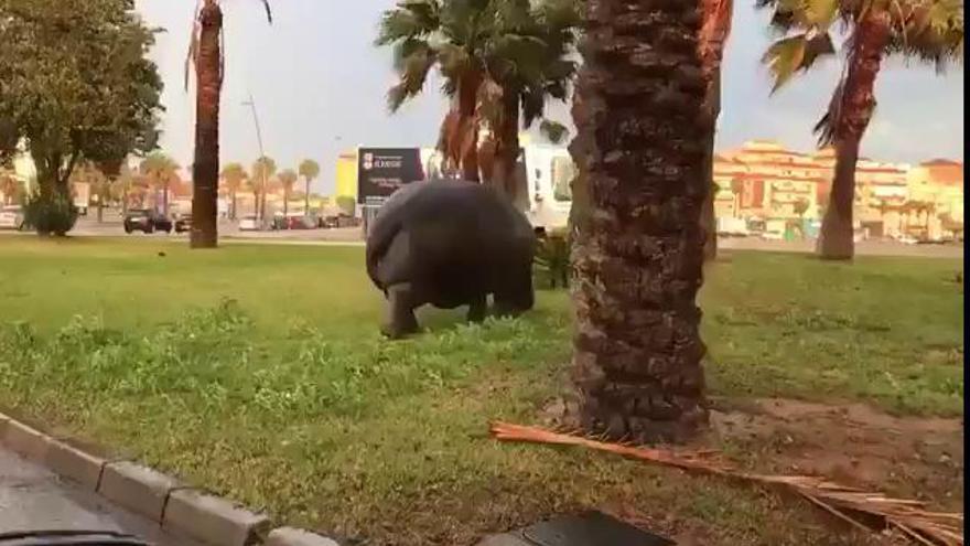 Un hipopótamo se pasea por Roquetas de Mar tras escaparse de un circo