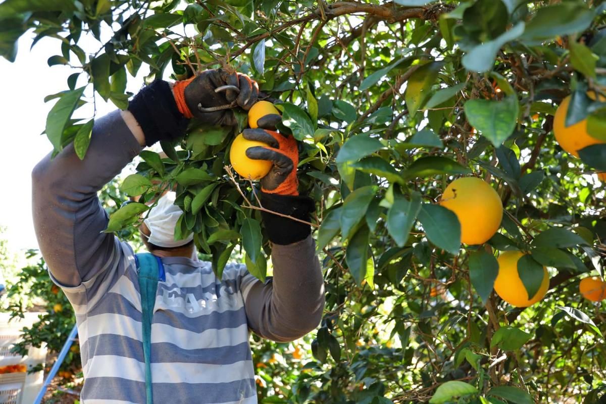 Palma del Río, en plena campaña de la naranja