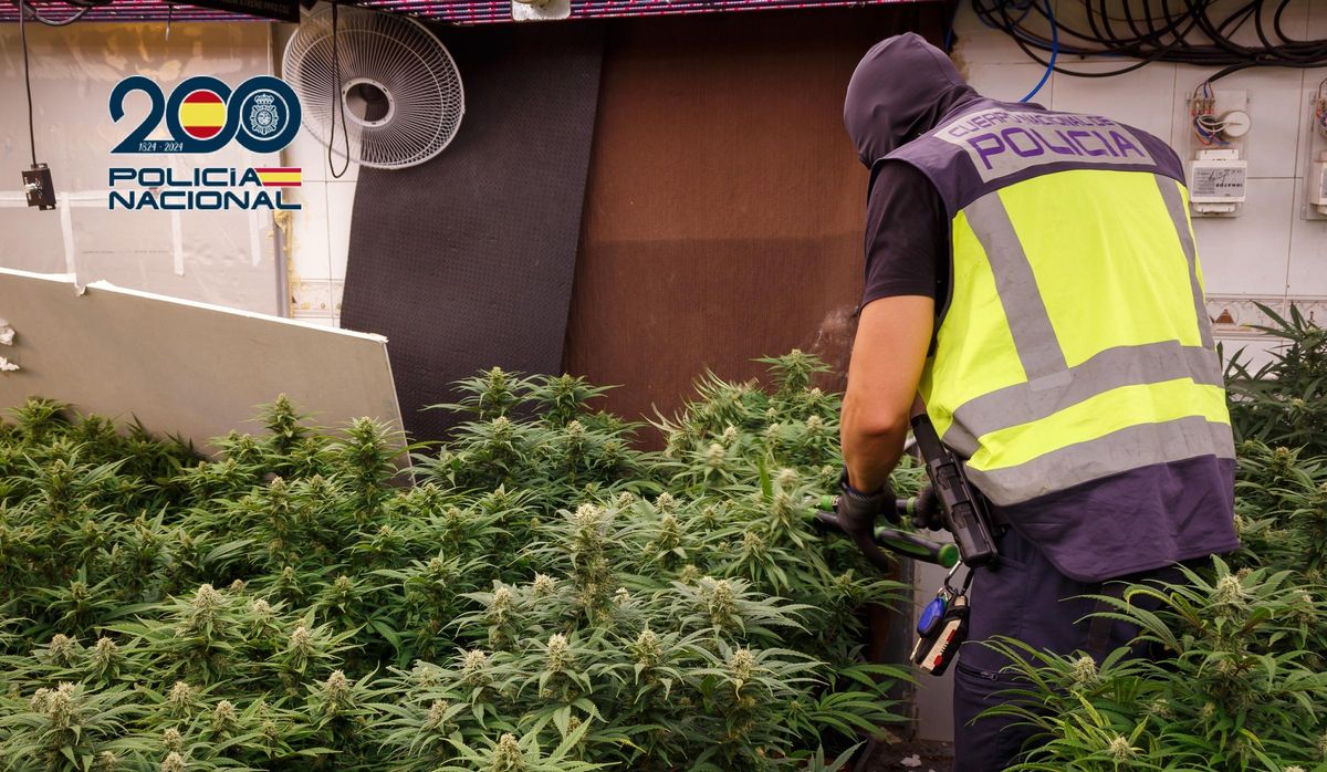 Seis detenidos con 433 plantas de marihuana y desmantelados dos puntos de venta de droga en Cartagena.