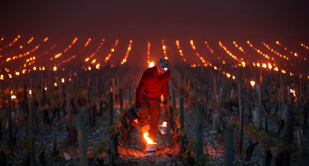 Colocan faroles en los viñedos para impedir que la escarcha dañe la cosecha en Chablis, Francia.