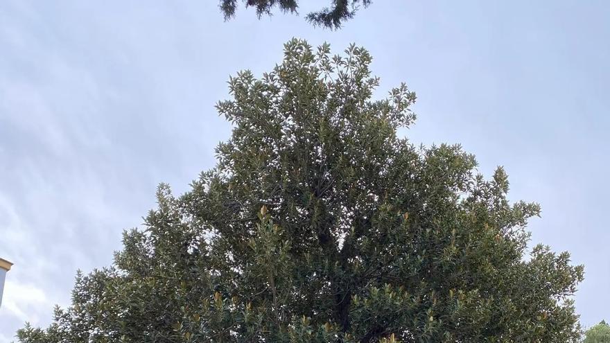 Doce metros de alto y 90 años: éste es el árbol de un colegio de Sevilla que se ha colado en La Revuelta