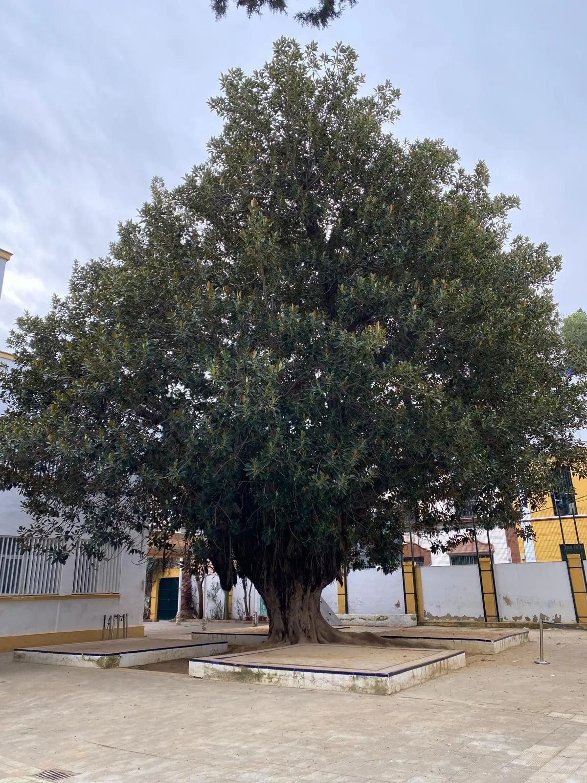 Árbol sevillano candidato para 'Árbol del Año 2026'