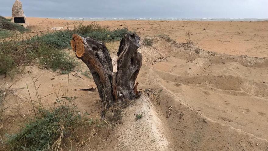 Los tamarix, especie vegetal leñosa que fija las dunas, quedaron dañados e incluso algunos se talaron