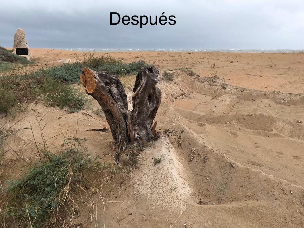 Los tamarix, especie vegetal leñosa que fija las dunas, quedaron dañados e incluso algunos se talaron