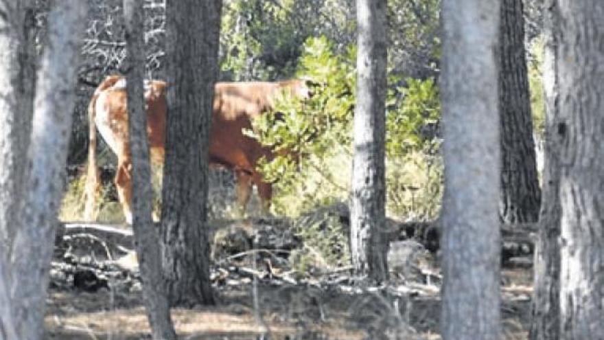 Capturada la vaca huida hace 15 días en la Vilavella