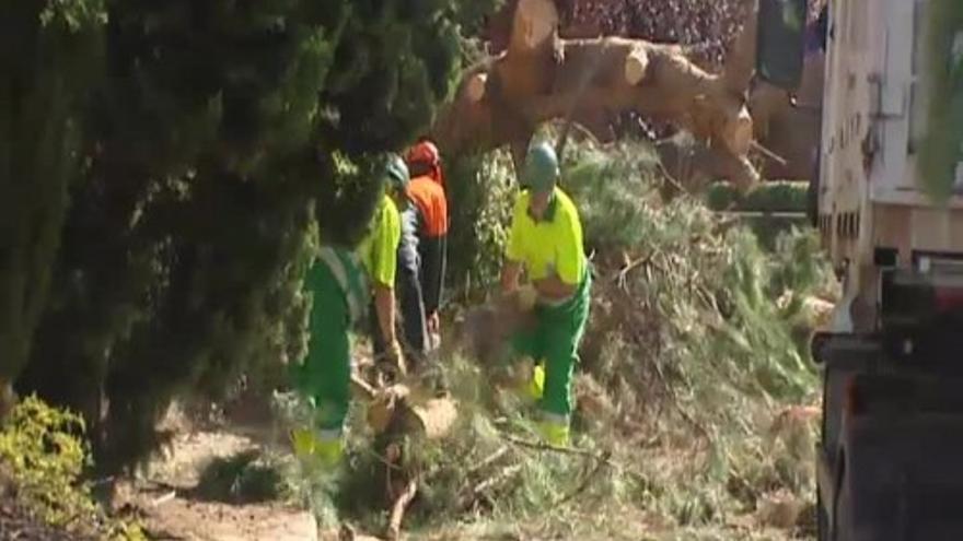 Se caen otros dos árboles en Madrid