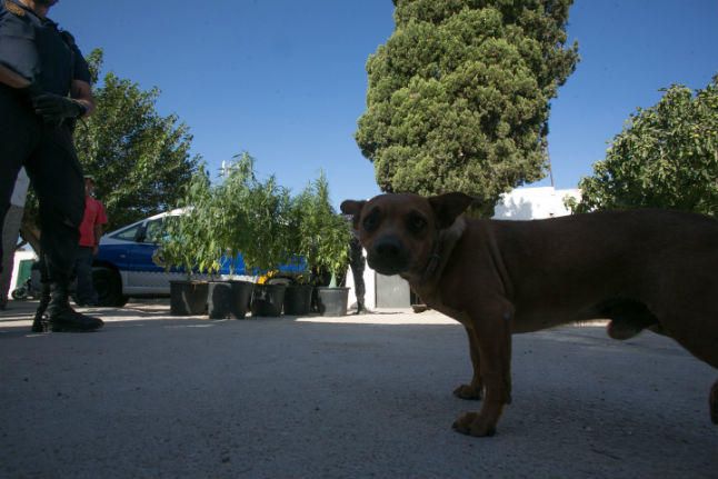 La Policía Local ha hallado cerca de 200 plantas, balanzas de precisión, una escopeta, dos hachas y un machete