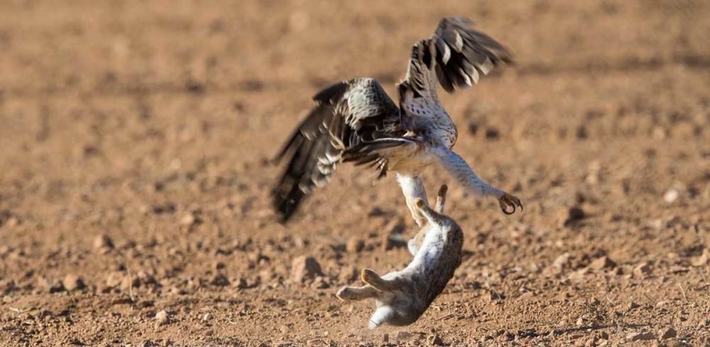 Un águila, en un abrir y cerrar de ojos, caza un conejo en un campo cercano a la zona de Migjorn.
