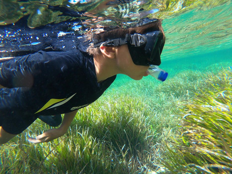 Zambullida para conocer la posidonia