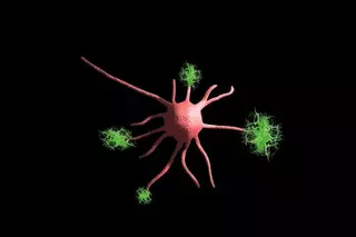 Identifican las neuronas relacionadas con el desarrollo de la diabetes