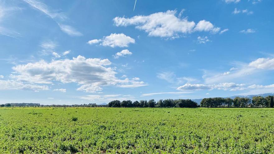 Ein Hauch von Frühling auf Mallorca: Temperaturen klettern in der neuen Woche auf 22 Grad