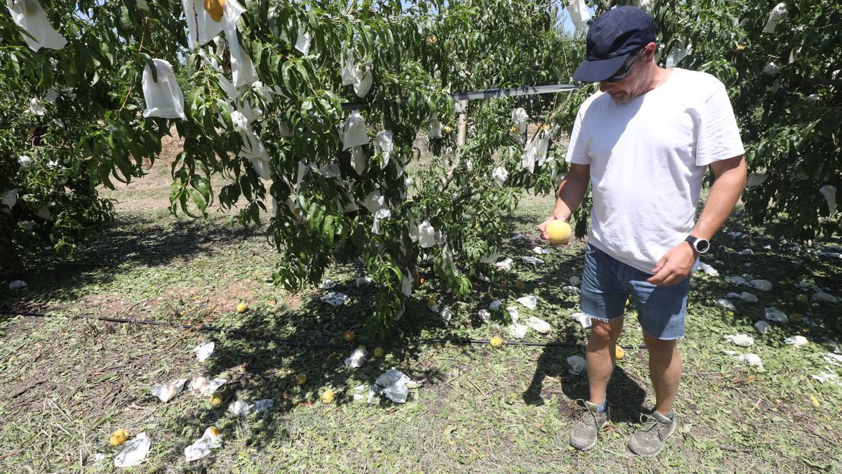 El granizo de la semana pasada en Calanda acabó con una cosecha de melocotón que ya estaba muy mermada.