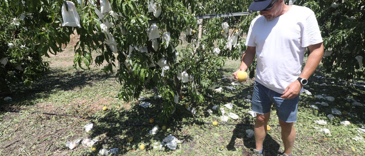 El granizo de la semana pasada en Calanda acabó con una cosecha de melocotón que ya estaba muy mermada.