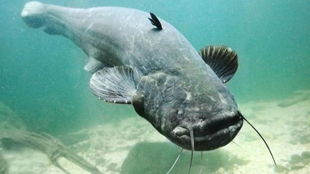 Una especie de siluro