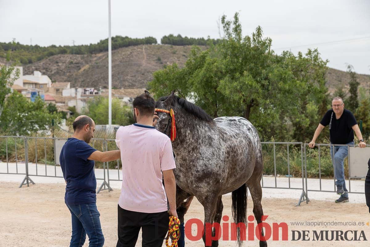 Control veterinario de los Caballos del Vino en Caravaca