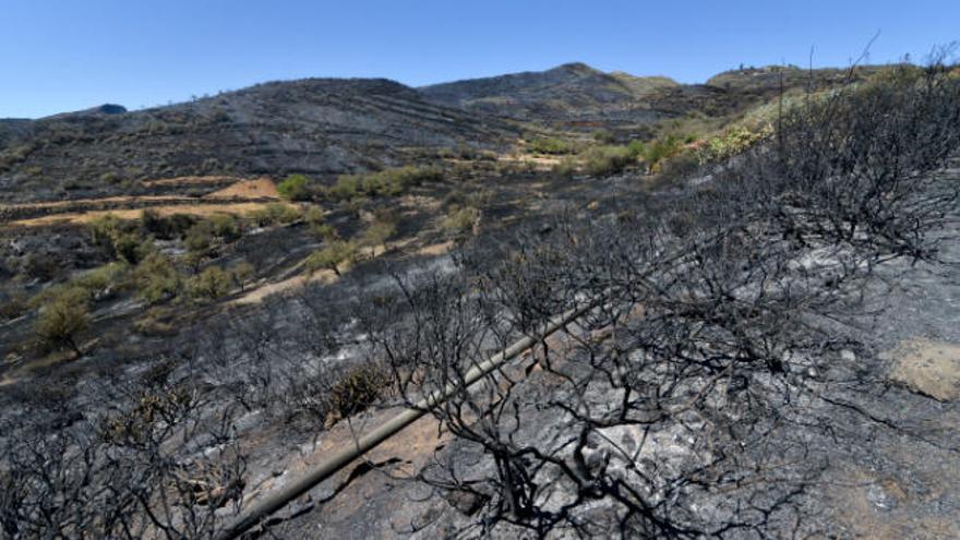 Así quedó la zona de Cazadores tras el paso del fuego en las cumbres de Gran Canaria.