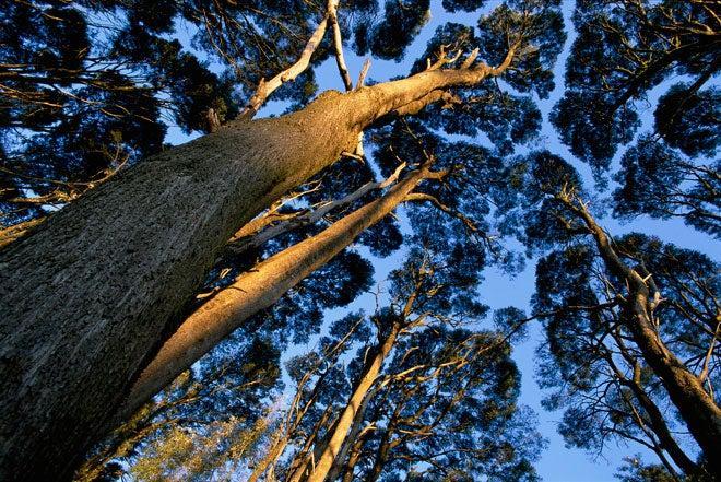 Los bosques de eucaliptos dominan el Parque Nacional de Great Otway.