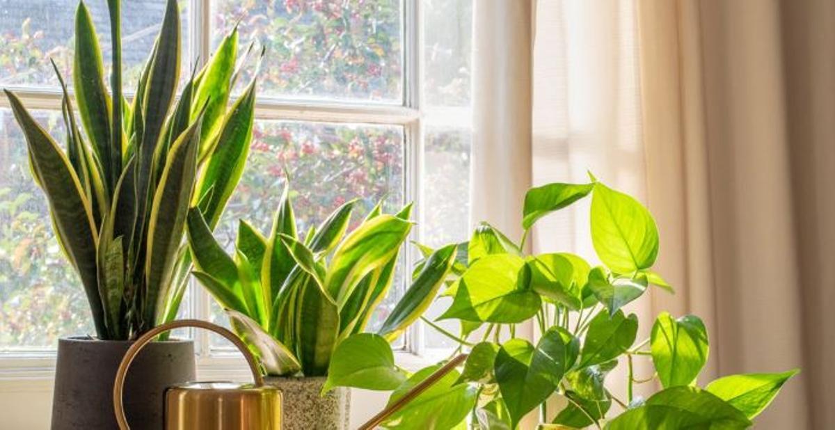 plantas que refrescan la casa para que el calor en verano no sea tan agobiante