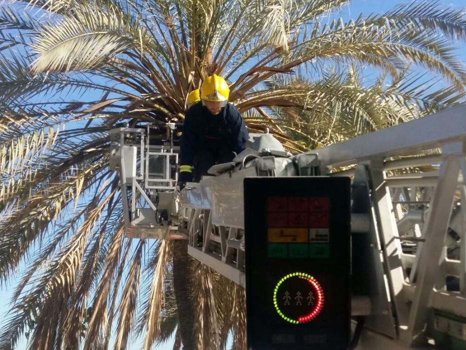 Una mujer herida al caerle restos de una palmera