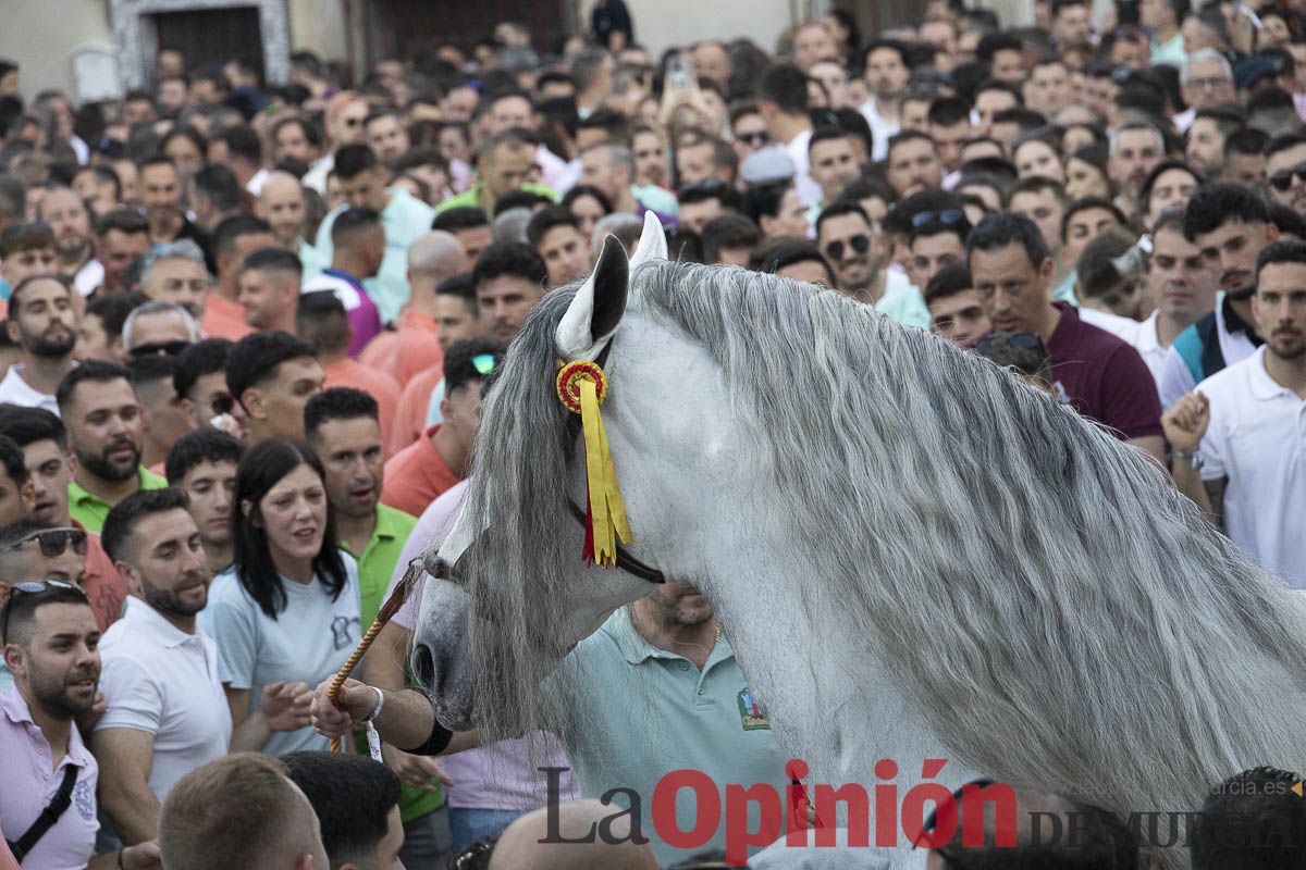 Fiestas de Caravaca | Entrega de premios del concurso morfológico