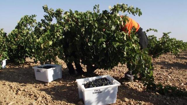 Viticultores recolectan uvas en una campaña de vendimia anterior en la Denominación de Origen Toro. | ARCHIVO