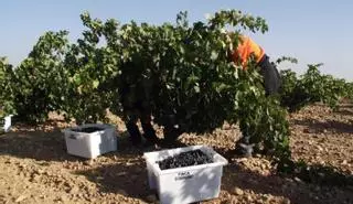 La DO Toro blinda la calidad de la uva y de los vinos con las normas de la nueva campaña de vendimia