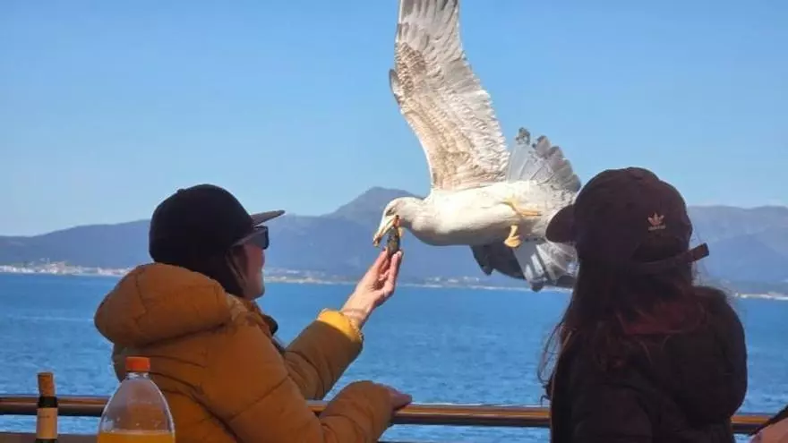 La Ruta de los Mejillones se reafirma como el «postre» más vendido en O Corgo