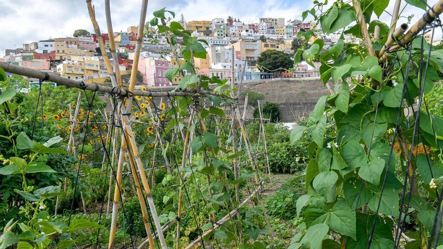 El vencimiento del contrato bloquea el desarrollo de los huertos urbanos