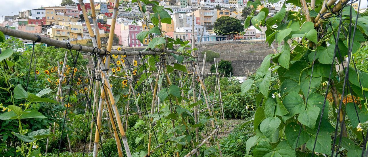 Huerto urbano de El Pambaso