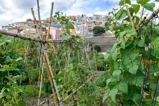 El vencimiento del contrato bloquea el desarrollo de los huertos urbanos