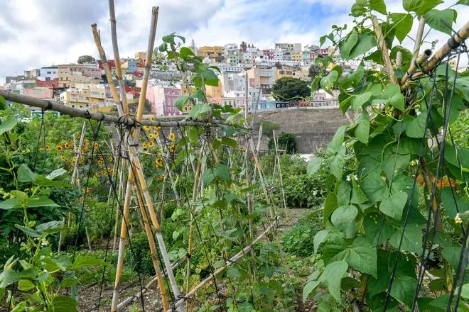 El vencimiento del contrato bloquea el desarrollo de los huertos urbanos