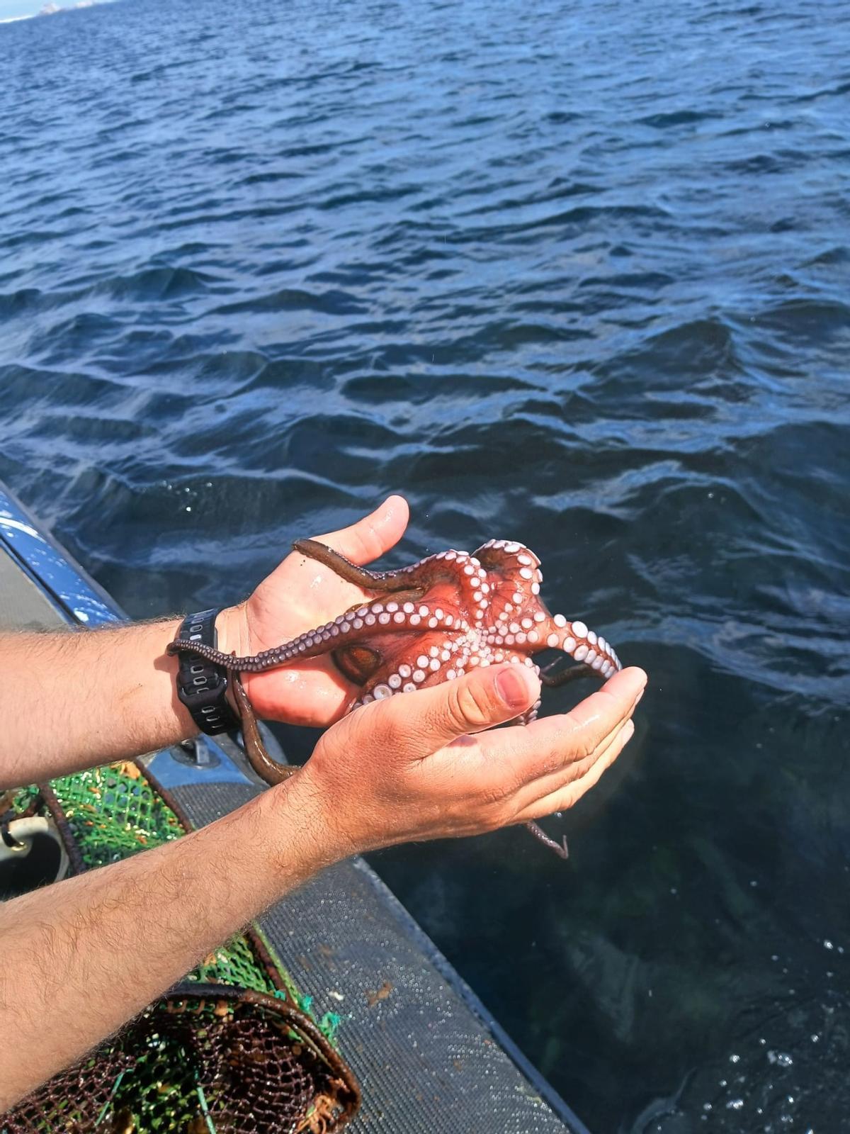 Un ejemplar juvenil devuelto al mar tras ser sacado de un cacharro.