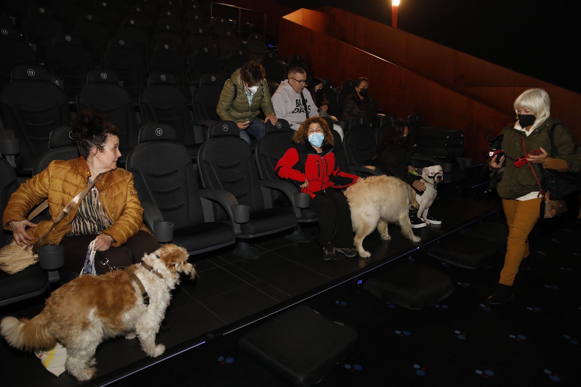 En imágenes: los perros ya van al cine en Gijón