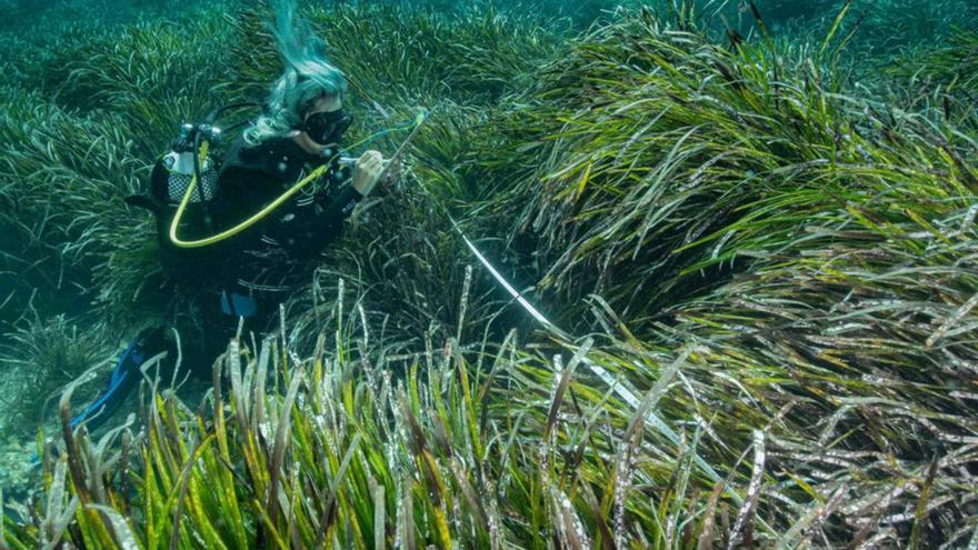 Alerta por la recesión de las praderas de ‘Posidonia oceanica’ en Ibiza