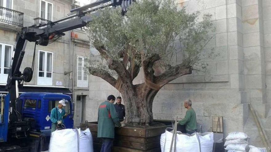 Un grupo de operarios instala el inmenso olivo frente a la fachada de La Colegiata. // FdV