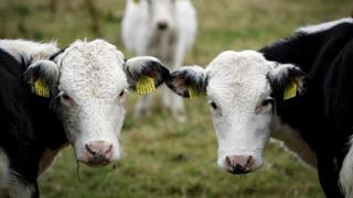 La huella ambiental de la carne