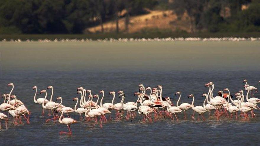 Doñana cierra pozos para sobrevivir