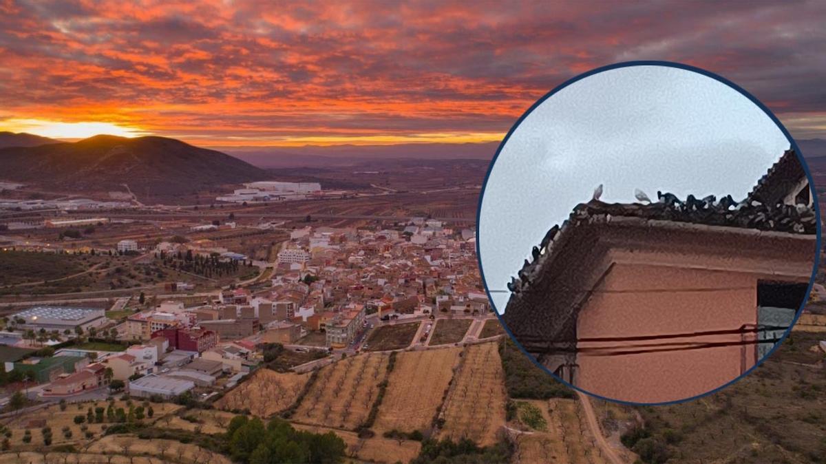 El Ayuntamiento de Cabanes ha capturado 62 palomas durante el mes de enero.