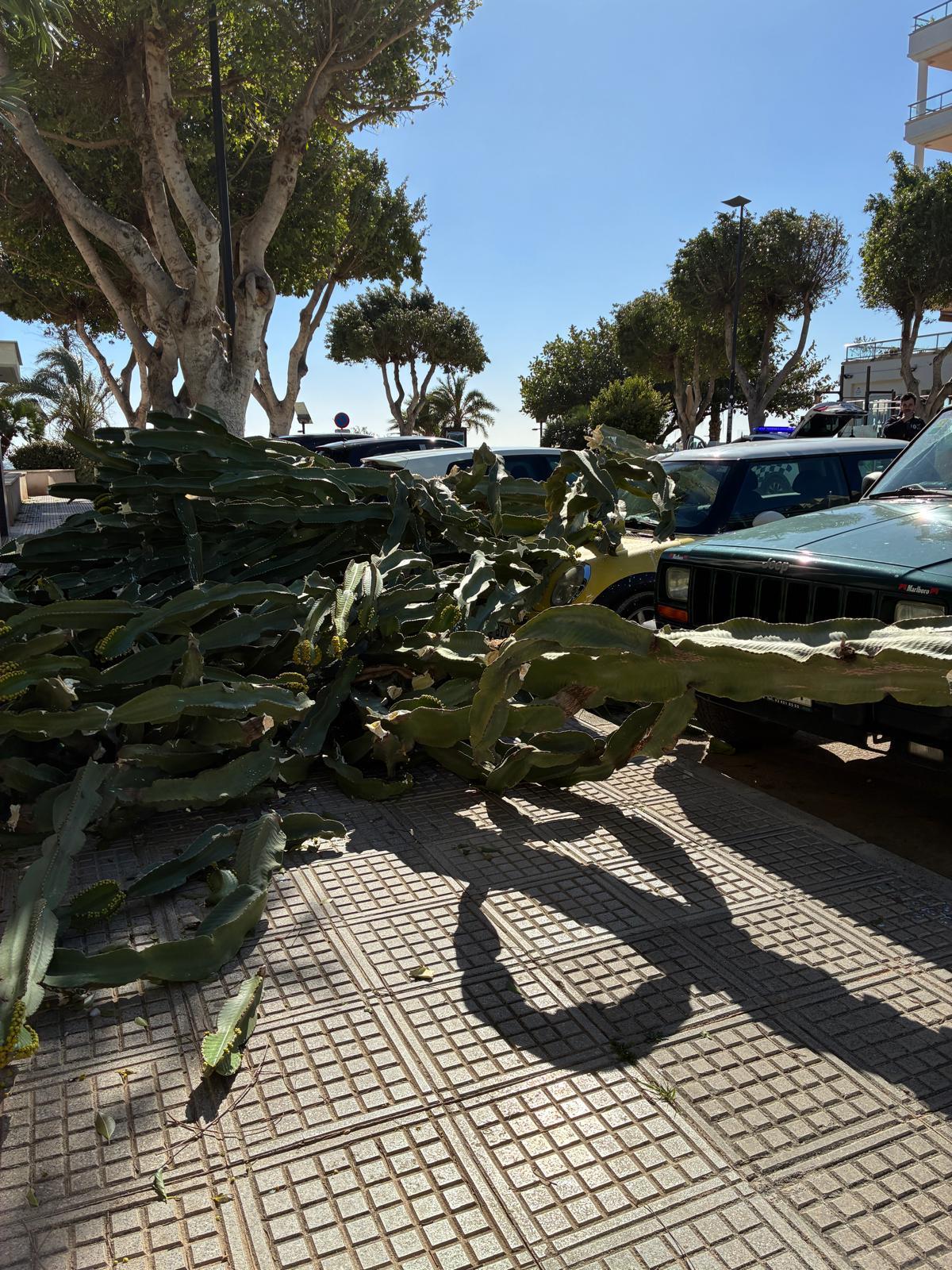 El cactus de Platja d'en Bossa caído en la acera